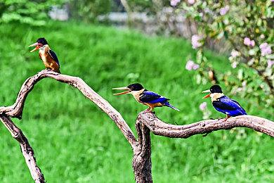 4人乱斗！ 《宝可梦传说 Z-A》公布新玩法“Z-A Battle Club”